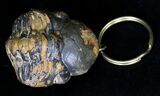 Real Enrolled Reedops Trilobite Keychain #18674-2